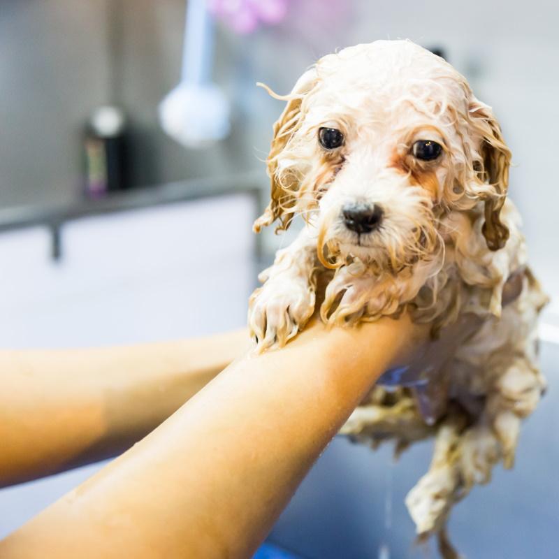 Trimmen en wassen van uw hond